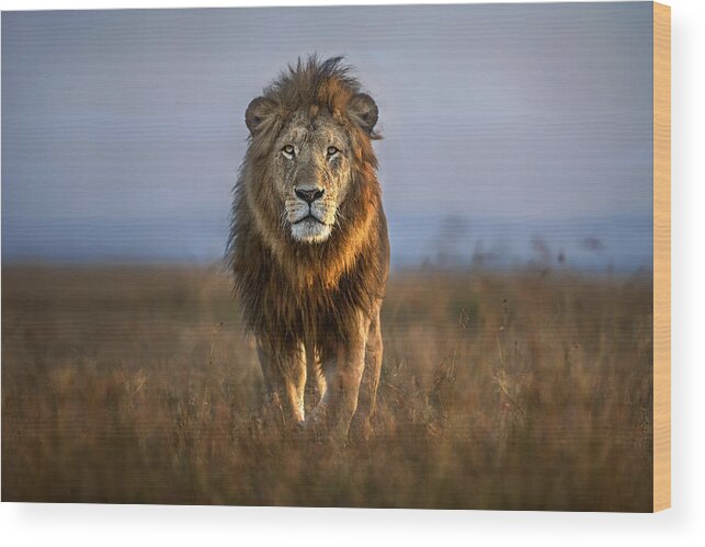 #faatoppicks Wood Print featuring the photograph Lion Close Up by Xavier Ortega