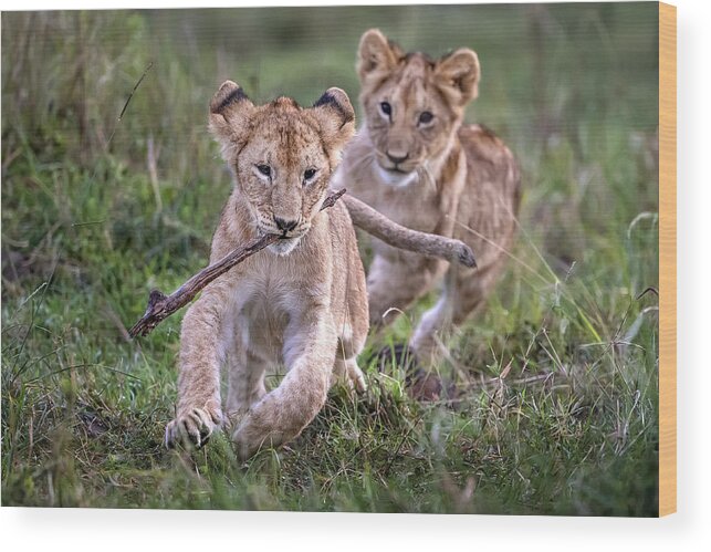 Africa Wood Print featuring the photograph Lion Cubs Playing by Xavier Ortega