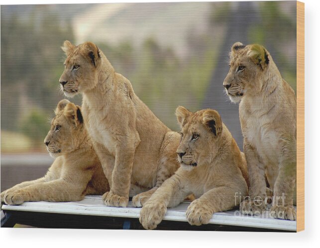 Cub Wood Print featuring the photograph Lion Cubs Waiting for Mom by Gunther Allen