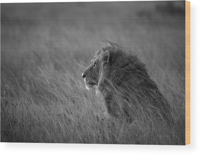 Wild Wood Print featuring the photograph Lion King by Anura Fernando
