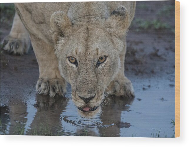 Lion Wood Print featuring the photograph Lioness drinking by Mark Hunter