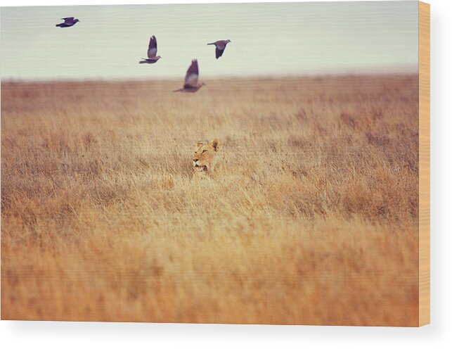 Grass Wood Print featuring the photograph Lioness Hunting, Serengeti, Tanzania by Cultura Exclusive/romona Robbins Photography