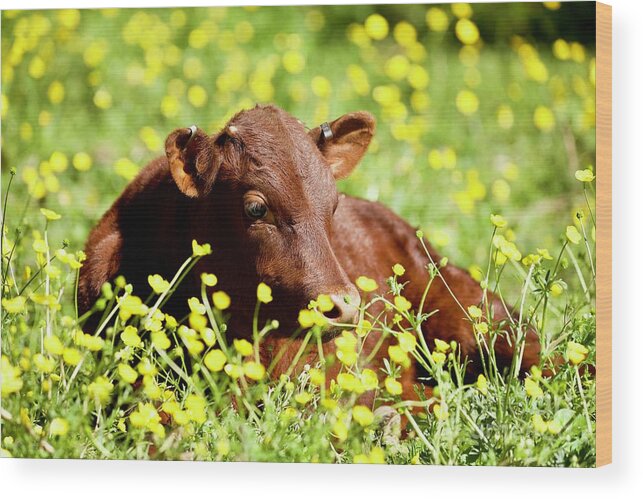 Calf Wood Print featuring the photograph Little Calf in the Buttercups by Lara Morrison