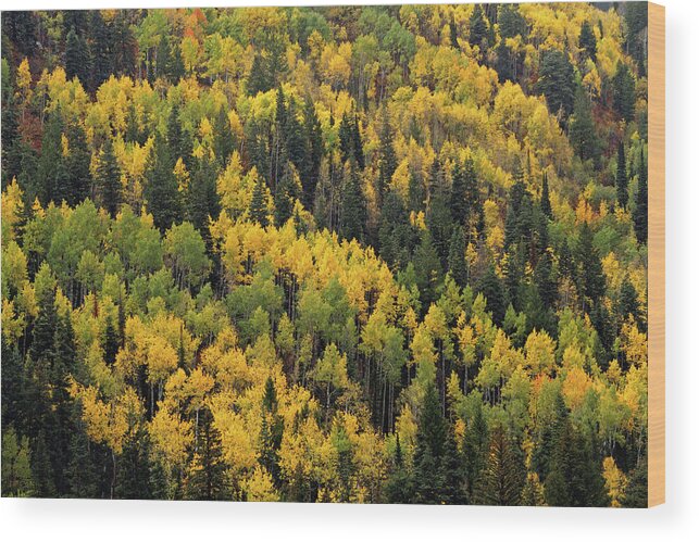 Wood Print featuring the photograph Little Cottonwood Fall Color - Alta, Utah by Brett Pelletier