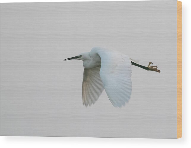 Flyladyphotographybywendycooper Wood Print featuring the photograph Little Egret evening Flght by Wendy Cooper