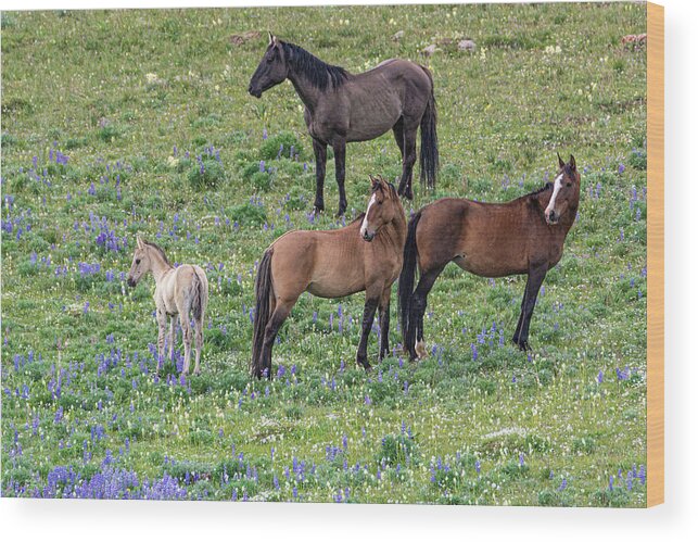 Pryor Mountain Wood Print featuring the photograph Little Mustang Band with Foal by Douglas Wielfaert