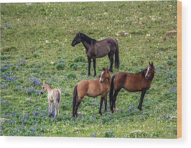 Pryor Mountain Wood Print featuring the photograph Little Mustang Family by Douglas Wielfaert
