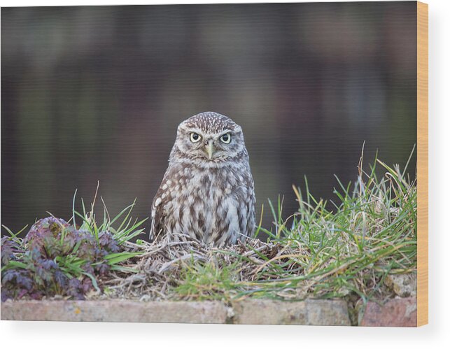 Grass Wood Print featuring the photograph Little Owl Resting On Wall by Nick Cable