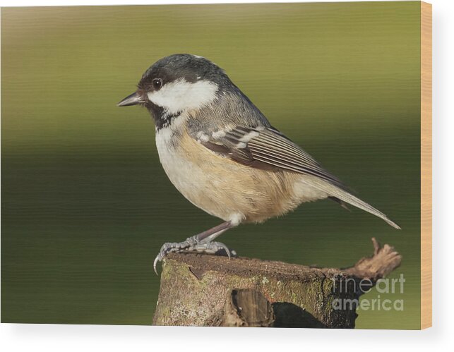 Log Wood Print featuring the photograph Little wild coal tit on a log cose up by Simon Bratt