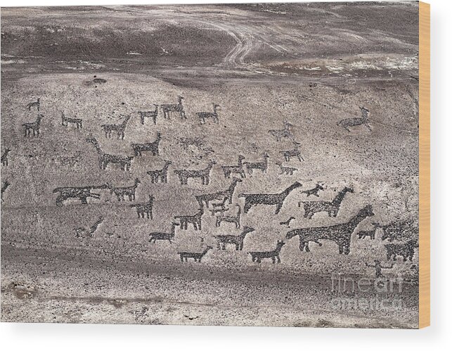 Chile Wood Print featuring the photograph Llama Geoglyphs at Tiliviche Chile by James Brunker