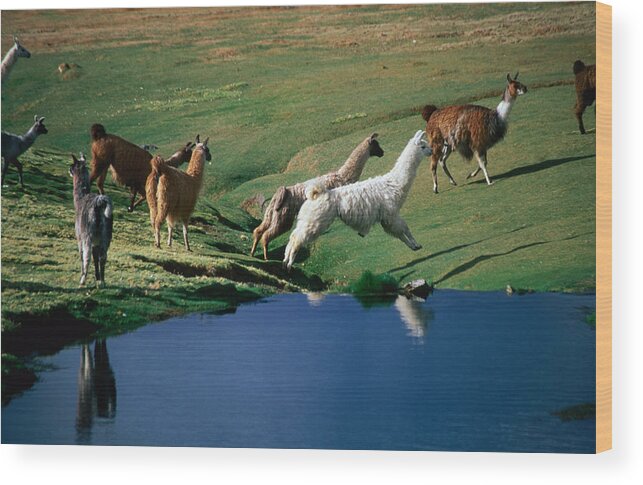 Tarapaca Region Wood Print featuring the photograph Llamas Leaping Over Spring Fed Water by Aaron Mccoy