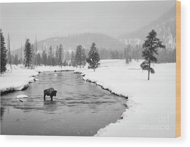  Yellowstone Wood Print featuring the photograph Lone Bison by Timothy Hacker