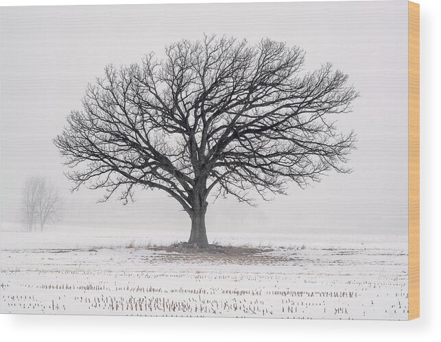 Oak Winter Snow Field Fog White Farm Rural Wi Wisconsin Stubble Stoughton Madison Corn Wi Wisconsin Farm Lonely Cold Tree Wood Print featuring the photograph Lone Oak in Winter Fog near Stoughton WI by Peter Herman
