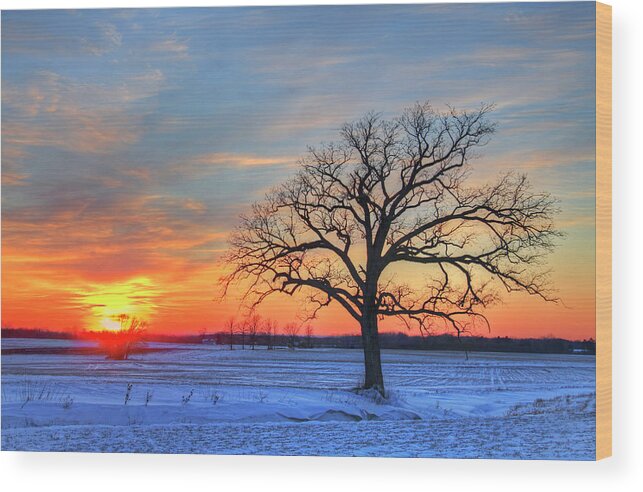 Tranquility Wood Print featuring the photograph Lone Oak Tree In Winter Field During by Matt Champlin