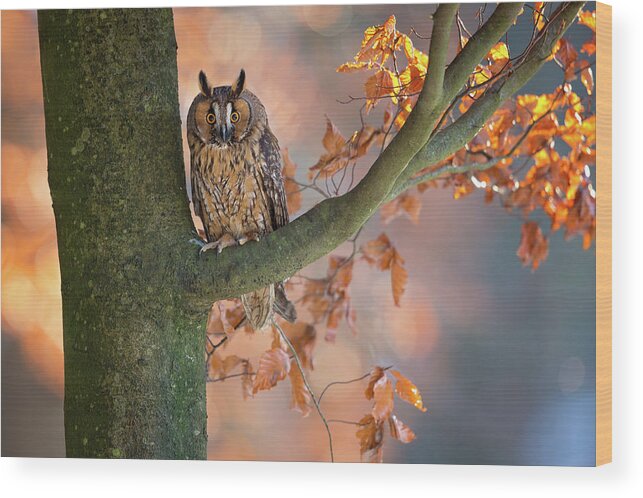 Owl Wood Print featuring the photograph Long-eared Owl by Milan Zygmunt