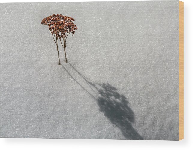 Sedum Wood Print featuring the photograph Long Shadow of Winter by Pheasant Run Gallery