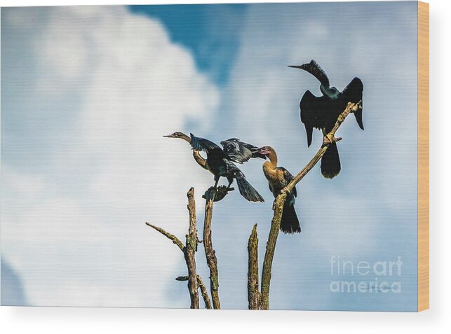 Wildlife Wood Print featuring the photograph Looking Into The Wind by Marvin Spates