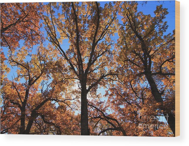 Fall Wood Print featuring the photograph Looking Up #8 by Rick Rauzi