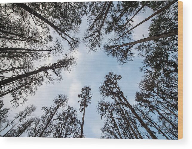 Nature Wood Print featuring the photograph Looking Up by Joe Leone