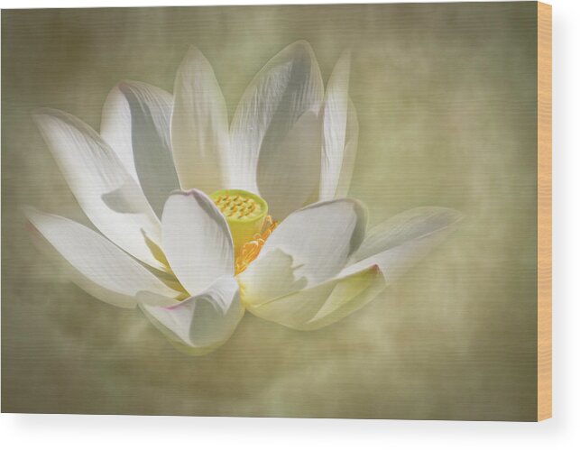 Nature Wood Print featuring the photograph Lotus Blossom Magic by Dawn Currie