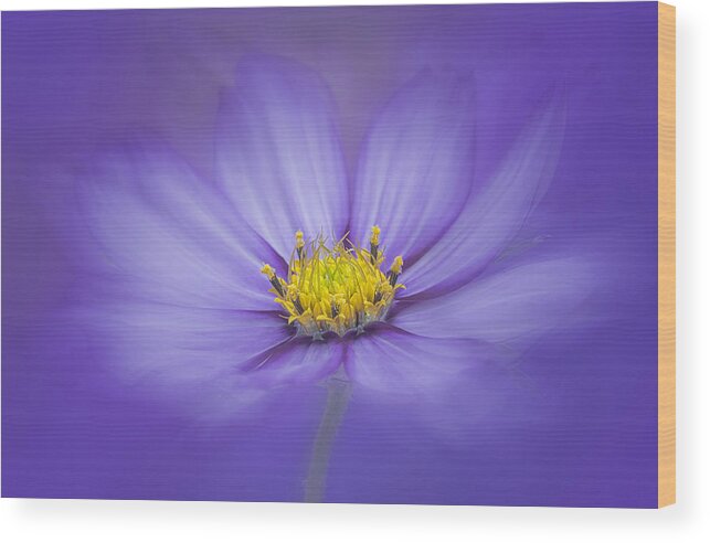 1xbotanical Wood Print featuring the photograph Lovely Candy Stripe Cosmos by Lydia Jacobs