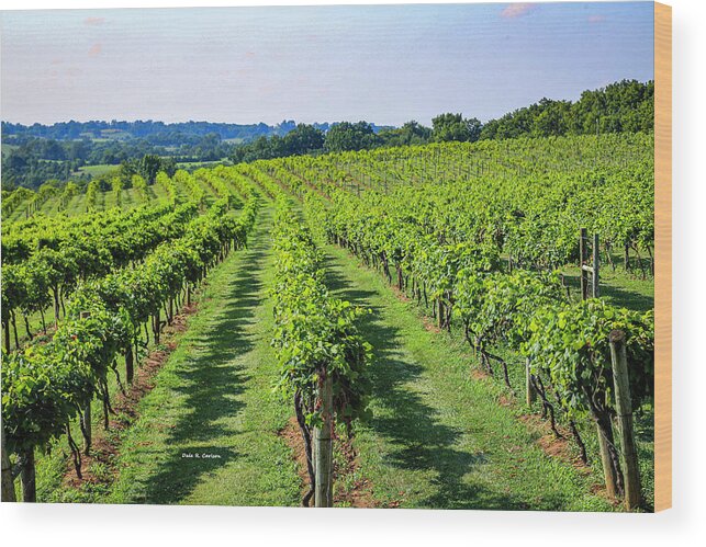 Vineyard Wood Print featuring the photograph Lover's Leap Vineyards by Dale R Carlson