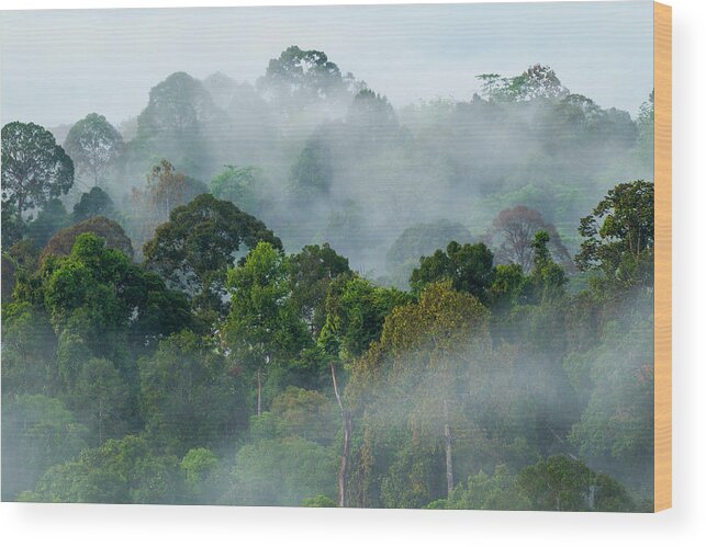 Sebastian Kennerknecht Wood Print featuring the photograph Lowland Rainforest In Sabah, Borneo by Sebastian Kennerknecht