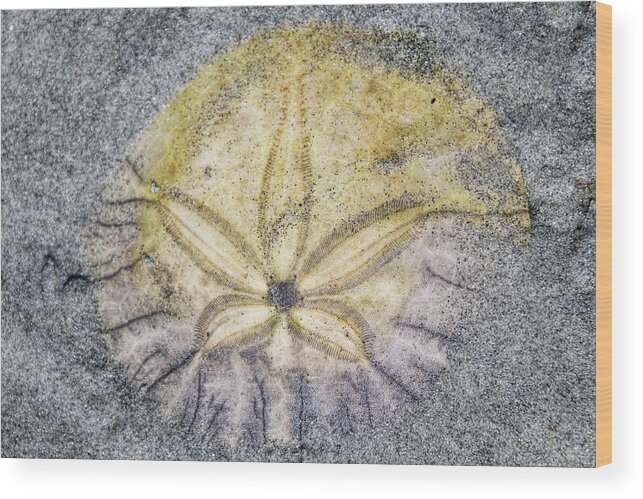 Sand Dollar Wood Print featuring the photograph Lucky Sand Dollar by Peggy Collins