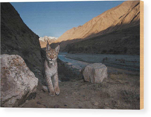 Sebastian Kennerknecht Wood Print featuring the photograph Lynx Along Uchkul River, Kyrgyzstan by Sebastian Kennerknecht