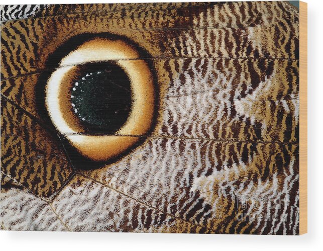 Caligo Idomeneus Wood Print featuring the photograph Macrophotograph Of Owl Butterfly Wing by Dr Keith Wheeler/science Photo Library