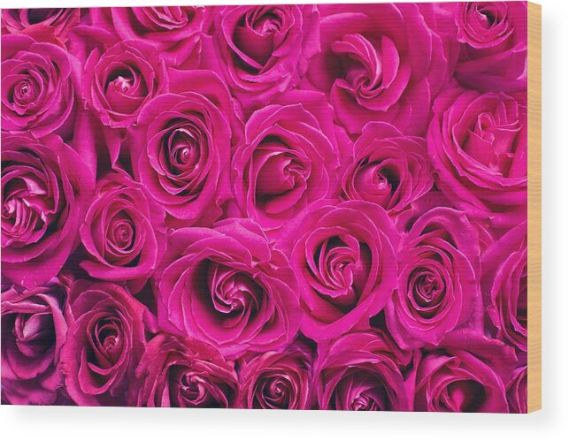 Flower Wood Print featuring the photograph Magenta roses by Top Wallpapers