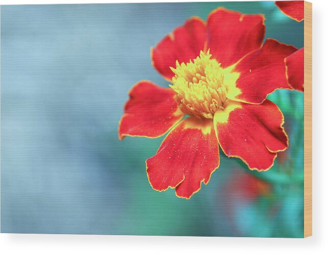 Marigold Wood Print featuring the photograph Magical Marigold Bloom by Laura Smith