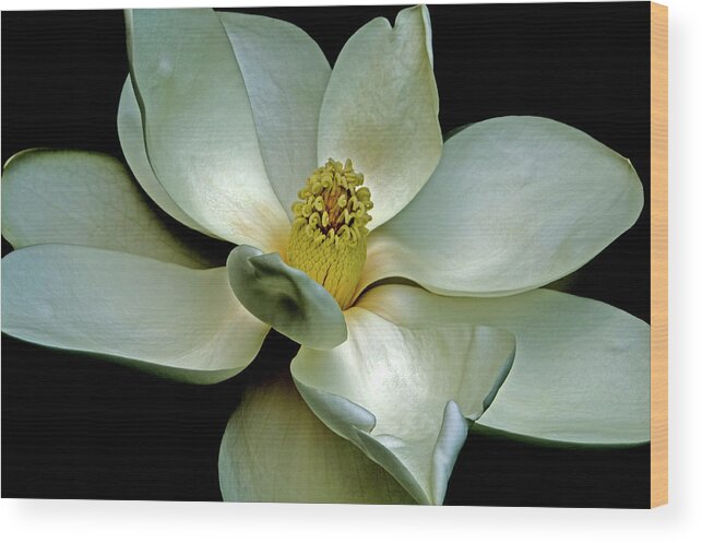 Magnolia Wood Print featuring the photograph Magnolia 2006 01 by Jim Dollar