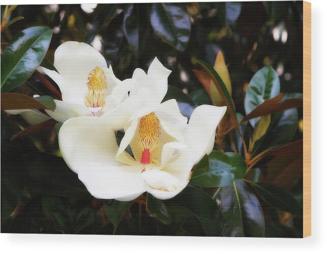 Photo Wood Print featuring the photograph Magnolia Blossoms -2 by Alan Hausenflock