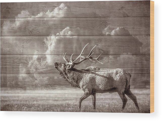 Animals Wood Print featuring the photograph Majestic Elk in Sepia by Debra and Dave Vanderlaan