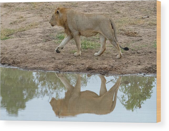 Lion Wood Print featuring the photograph Male lion and his reflection by Mark Hunter
