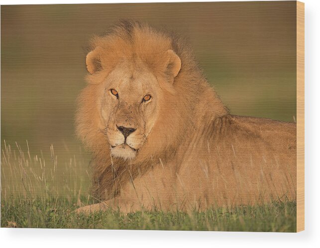 Grass Wood Print featuring the photograph Male Lion At Sunrise by Michael J. Cohen, Photographer