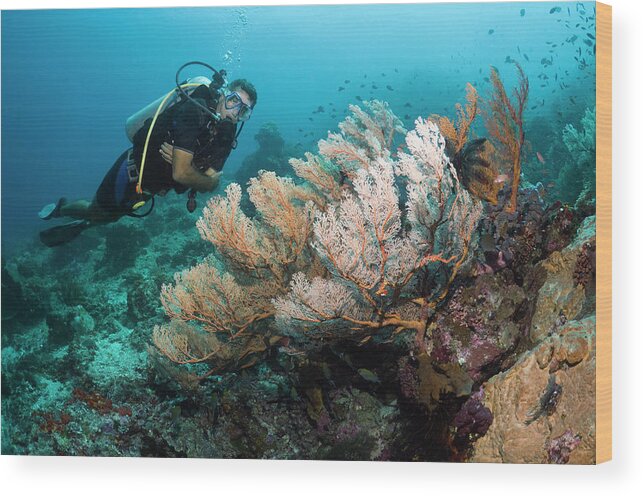 Tranquility Wood Print featuring the photograph Male Scuba Diver by Georgette Douwma