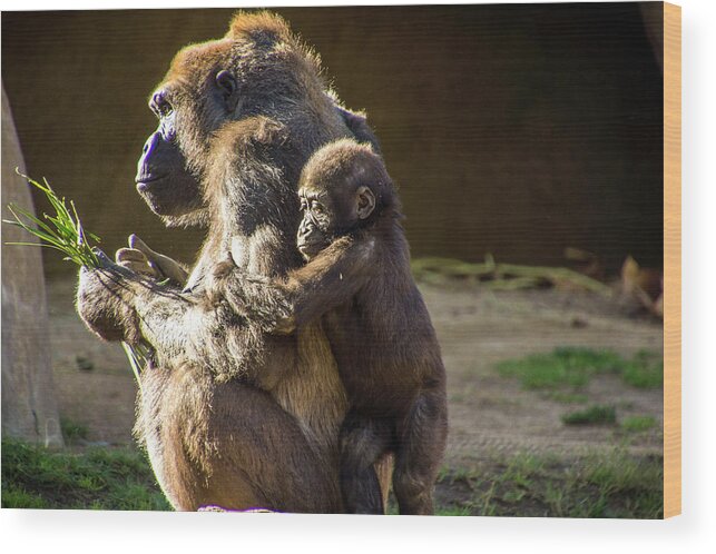San Diego Zoo Wood Print featuring the photograph Mama Gorilla and Her Youngster by Donald Pash