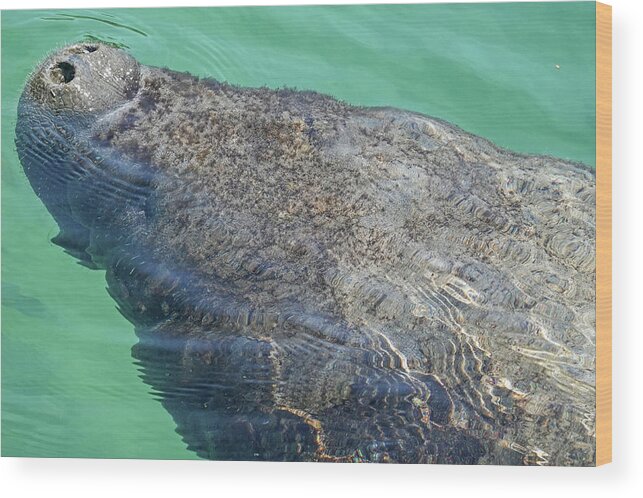 Manatee Wood Print featuring the photograph Manatee coming up for air Mexico MX by Toby McGuire