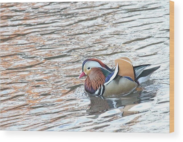 Mandarin Duck Wood Print featuring the photograph Mandarian_14_faa by Patricia Youngquist