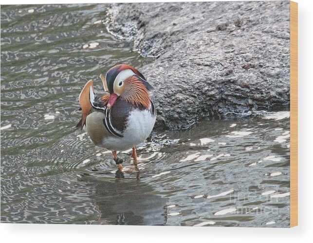 Mandarin Duck Wood Print featuring the photograph Mandarian_17_faa by Patricia Youngquist