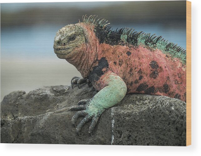 Animals Wood Print featuring the photograph Marine Iguana Male In Breeding Color by Tui De Roy