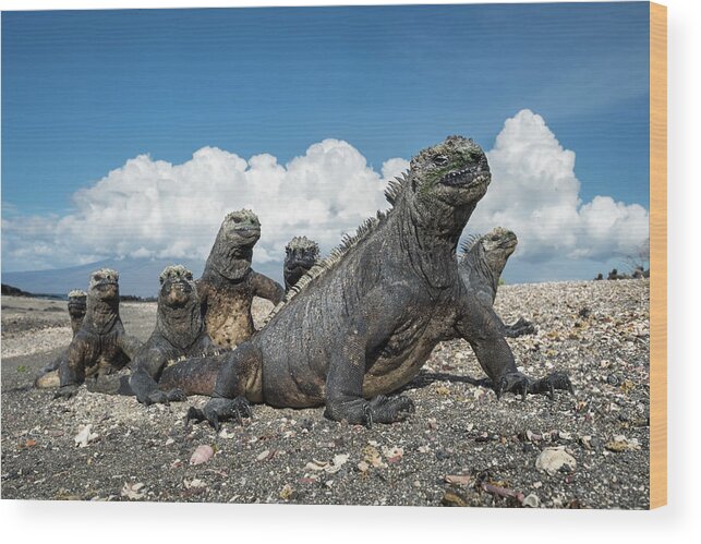 Animal Wood Print featuring the photograph Marine Iguanas Basking At Punta Espinosa by Tui De Roy