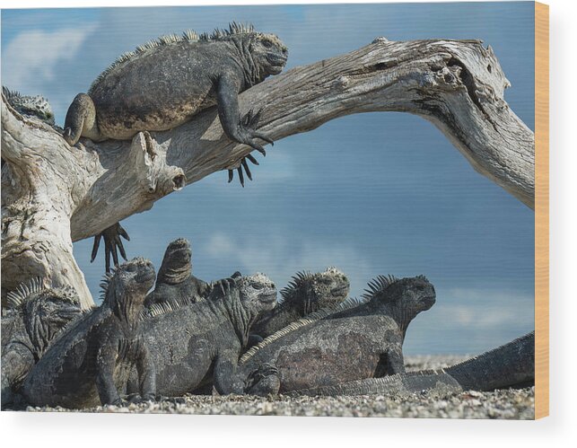 Animal Wood Print featuring the photograph Marine Iguanas On Punta Espinosa by Tui De Roy