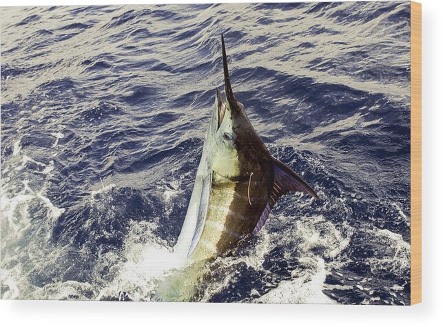 Marlin Wood Print featuring the photograph Marlin with tag by David Shuler