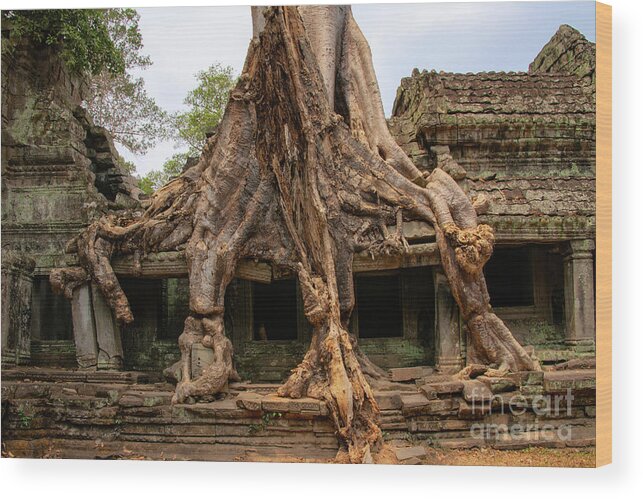 Preah Khan Temple Wood Print featuring the photograph Massive Tree Roots at Preah Khan Temple by Bob Phillips