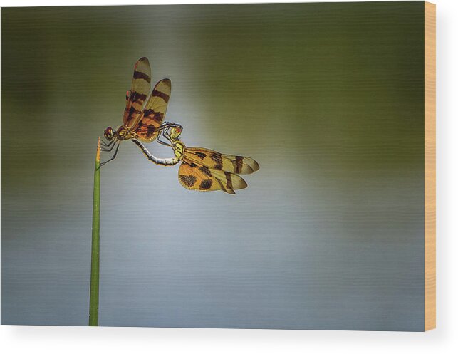 Nature Wood Print featuring the photograph Mating Dragonflies by Joe Leone