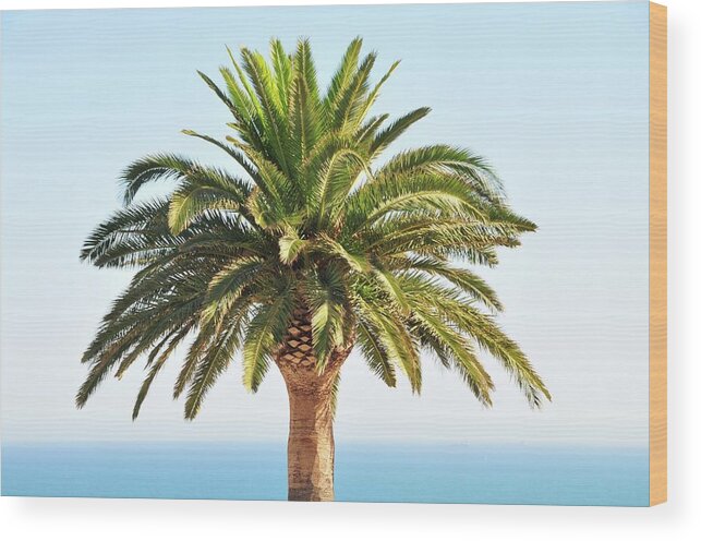 Clear Sky Wood Print featuring the photograph Mediterranean Palm Tree by Nicolas Emery