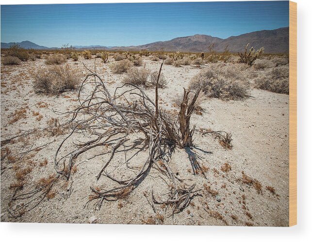 Anza-borrego Desert State Park Wood Print featuring the photograph Mesquite in the Desert Sun by Mark Duehmig